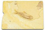 Detailed Fossil Fish (Knightia) - Wyoming #379456-1